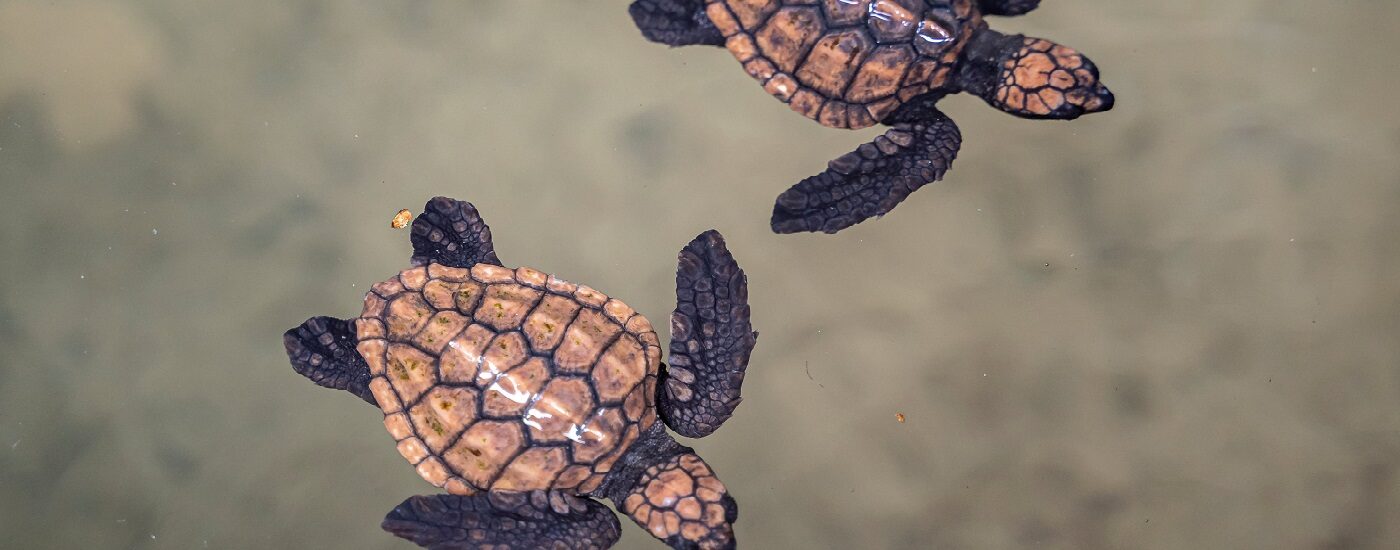 Kosgoda Sea Turtle, Conservation Project, Sri Lanka