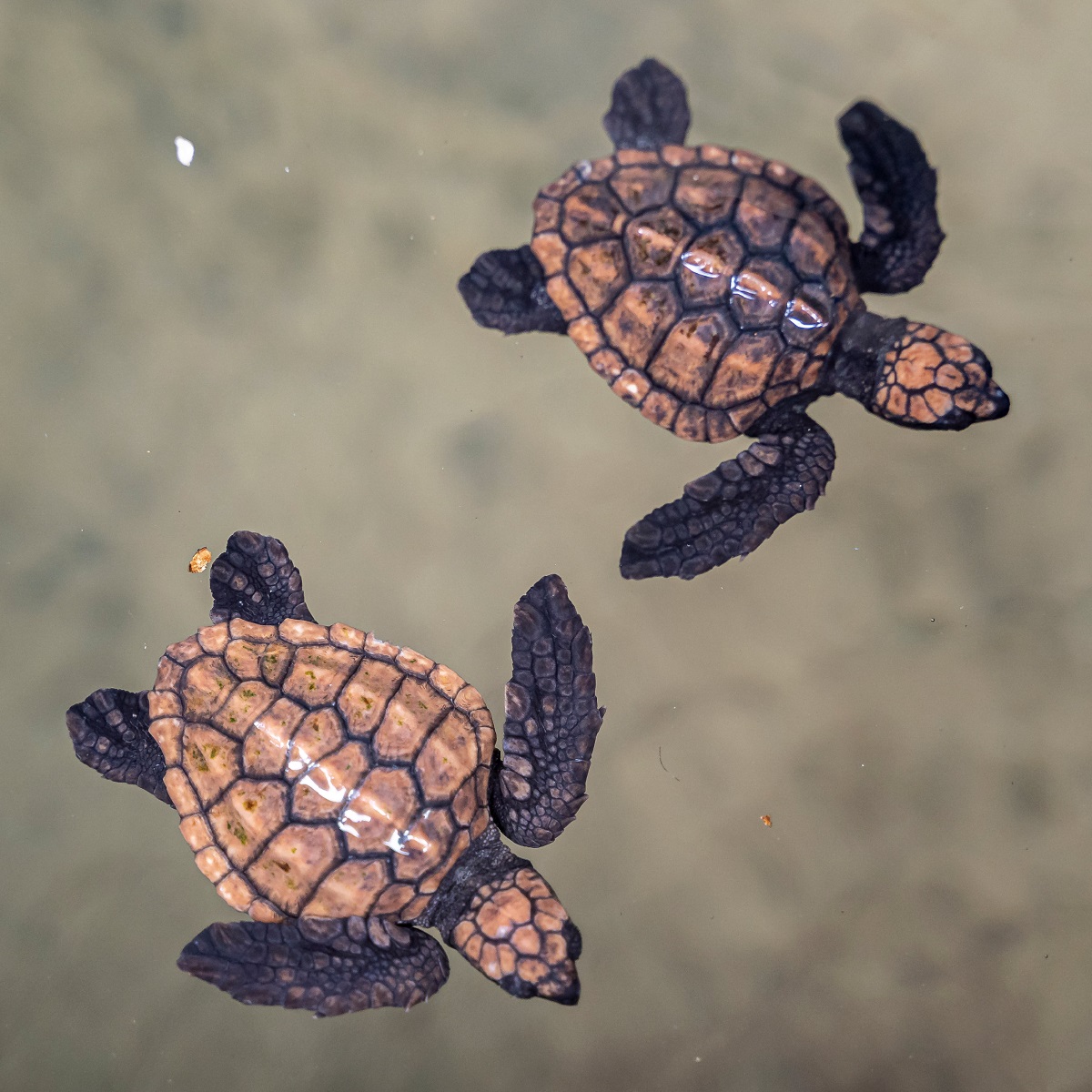 Kosgoda Sea Turtle, Conservation Project, Sri Lanka sq
