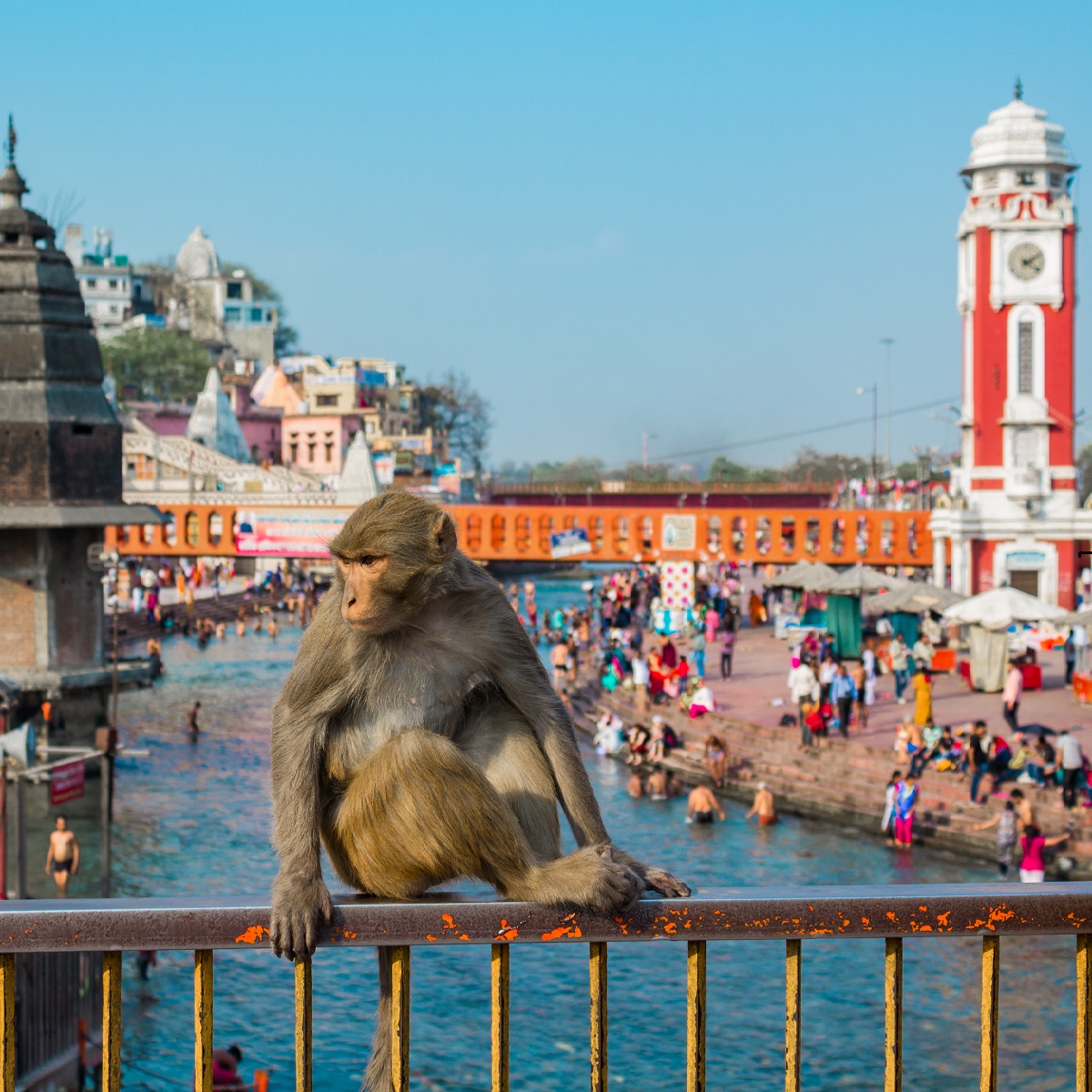 Monkey at Ganges River in Haridwar Uttarkhand