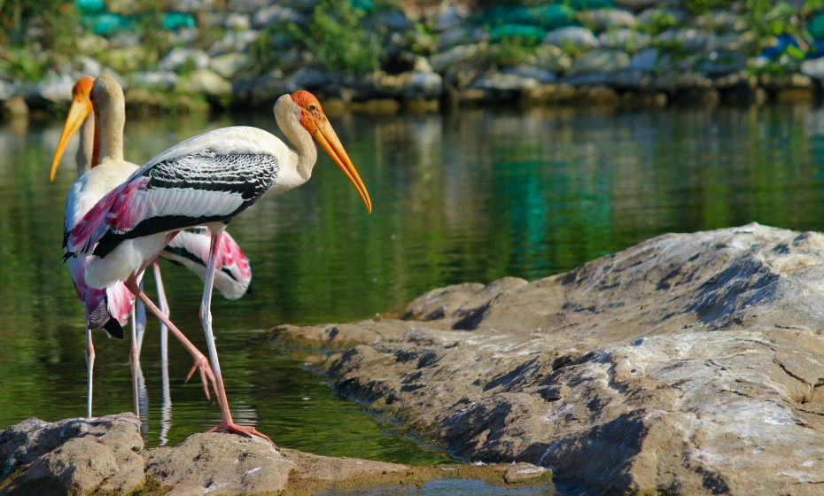 Painted Stock, Ranganathittu Bird Sanctuary, Karnataka