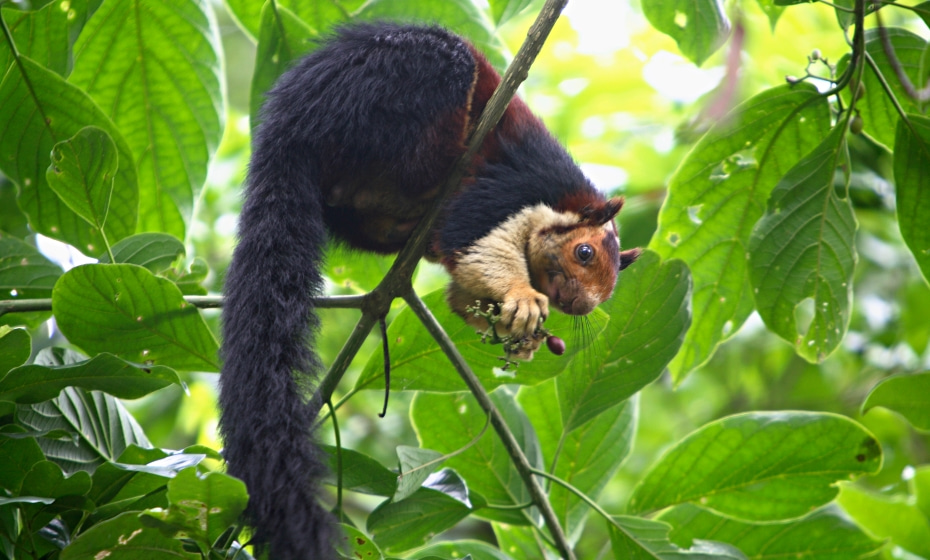 The Malabar Giant Squirrel (Ratufa indica maxima) is a brightly coloured squirrel that is almost as large as a house cat, Periyar National Park