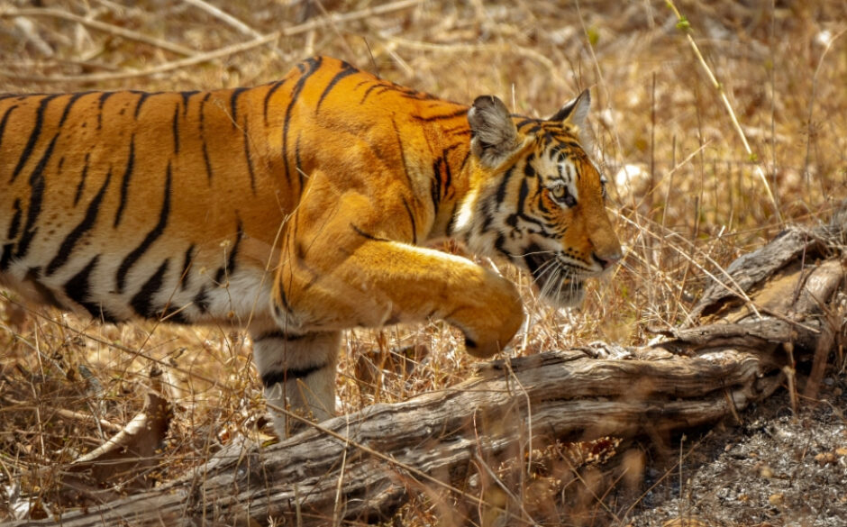 Tiger at Bandipur Tiger Reserve Forest, Karnataka