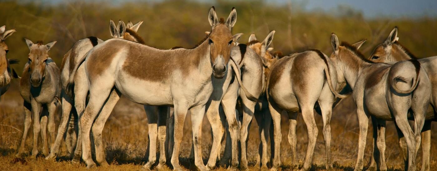 Wild Asses Little Rann of Kutch Bajana Gujarat