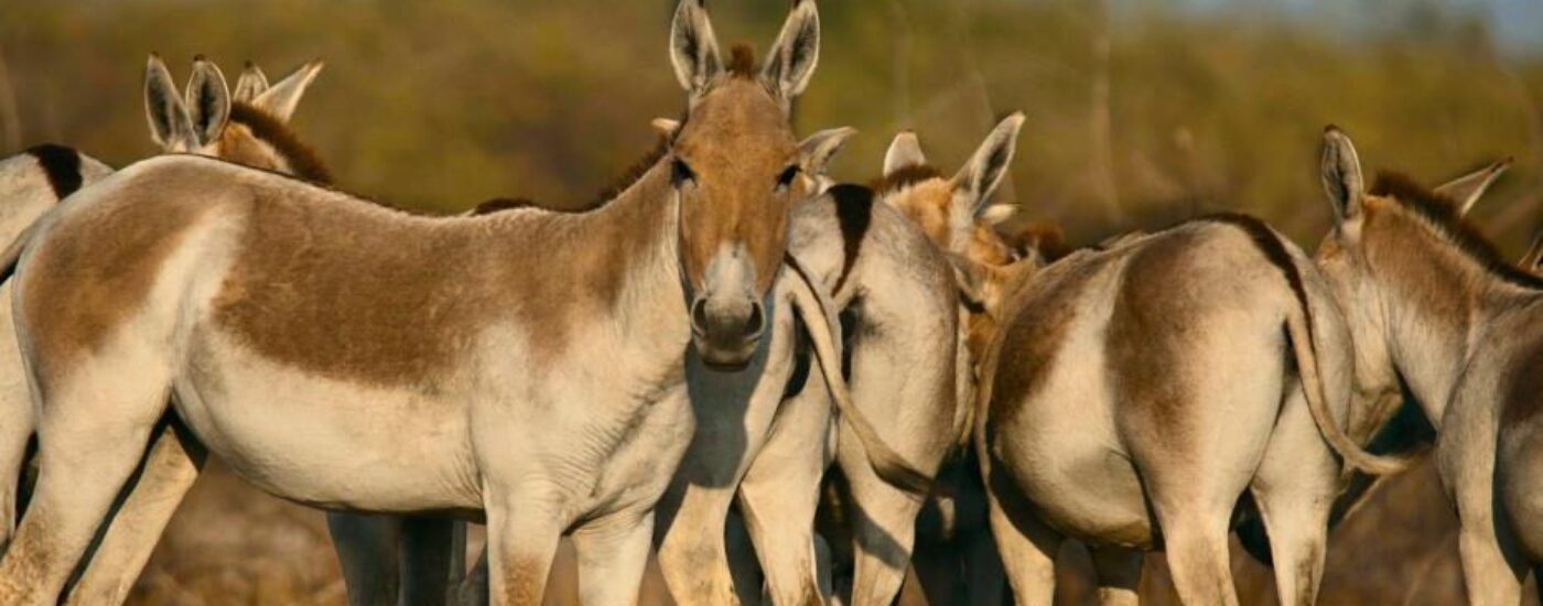 Wild Asses Little Rann of Kutch Bajana Gujarat