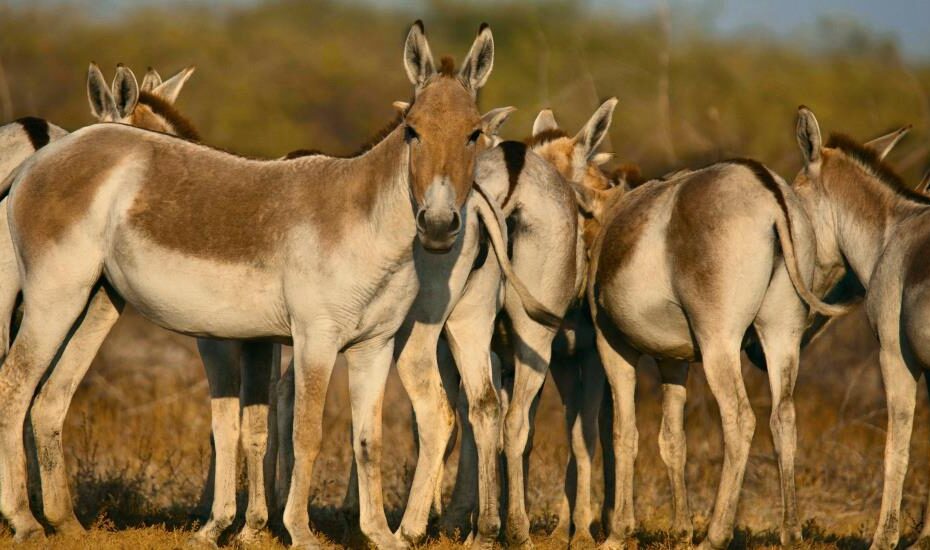 Wild Asses Little Rann of Kutch Bajana Gujarat