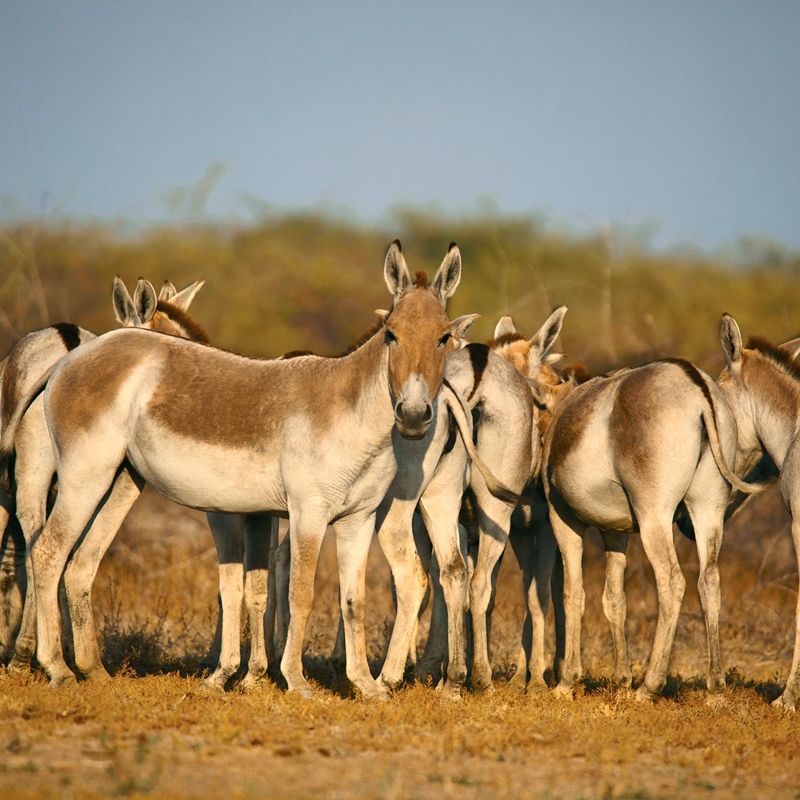 Little Rann of Kutch Bajana Gujarat