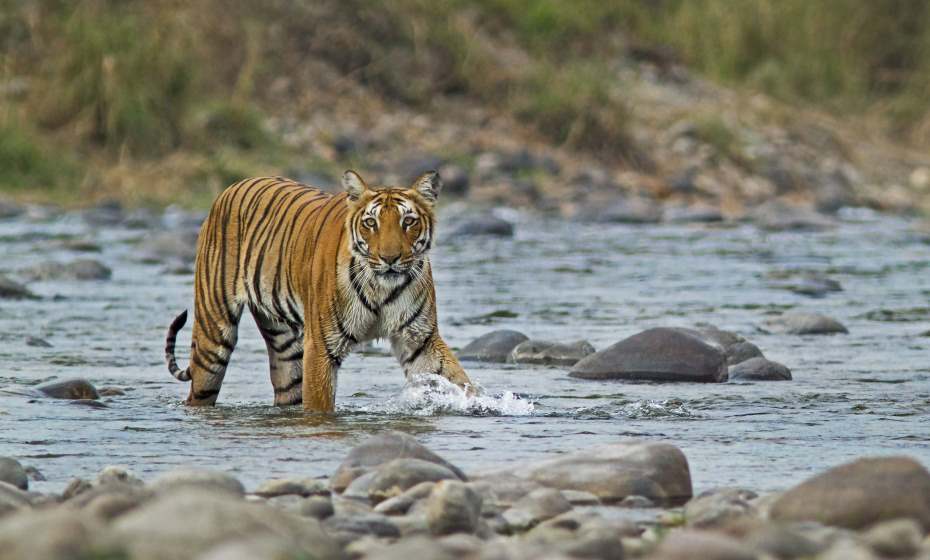 Bengal Tiger, Corbett National Park, Uttarakhand