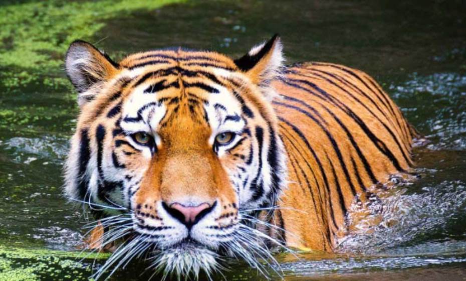 Tiger, Corbett National Park, Uttarakhand