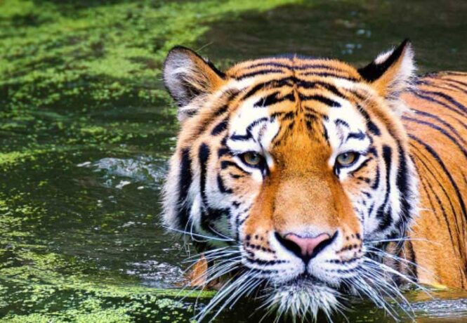 The best places to find tigers in India