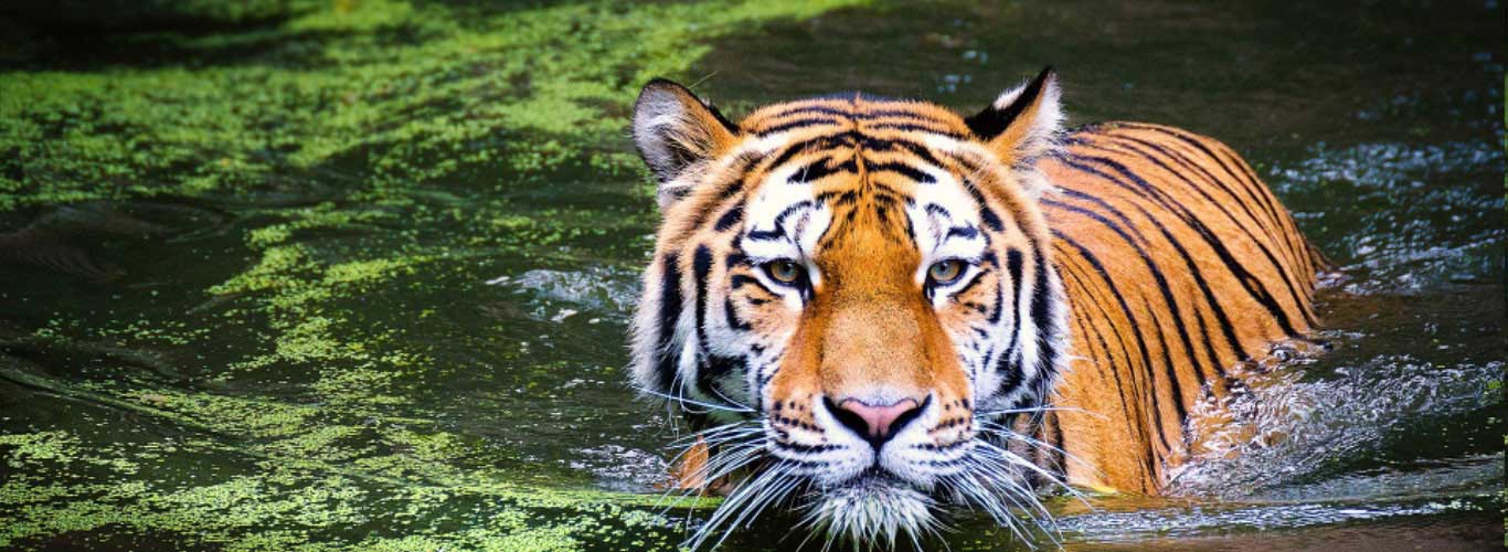 Bengal Tiger Facts  India Wildlife Guide