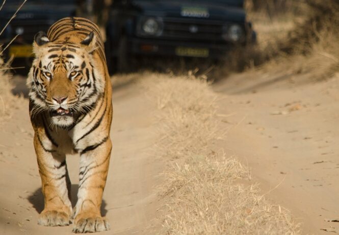 tIGER IN bANDHAVGARH - The best places to find tigers in India