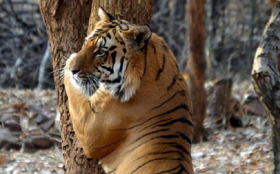 Tiger at Kanha National Park, Madhya Pradesh