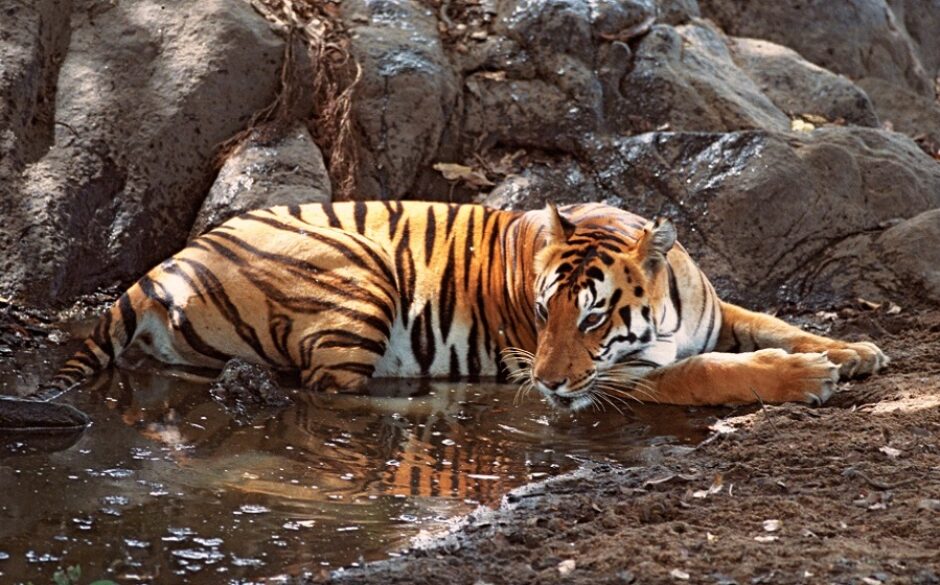 Tiger at Satpura National Park, Madhya Pradesh
