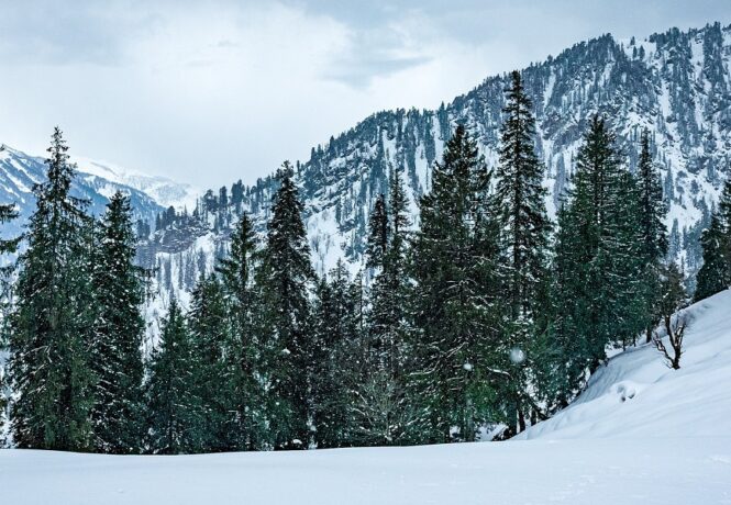 Christmas in India and the Subcontinent Himalayan Christmas Trees