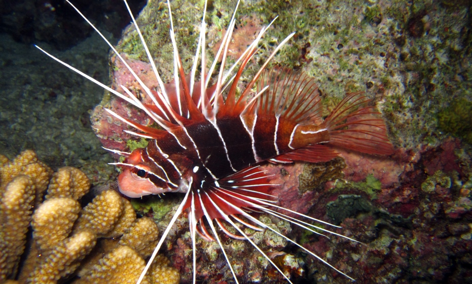 Diving, Bandos Island Resort, Maldives