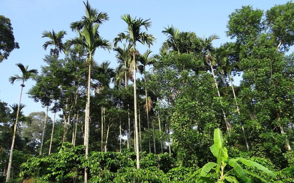 Coffee Plantation in Coorg, Karnataka