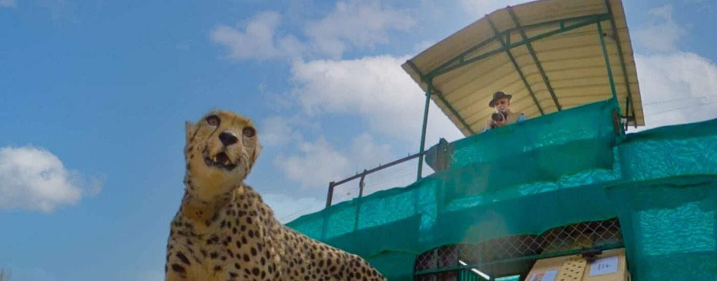 7 Reasons to visit India in 2023 Kuno National Park Cheetah