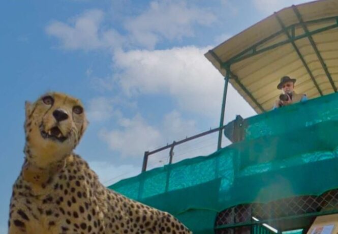 7 Reasons to visit India in 2023 Kuno National Park Cheetah