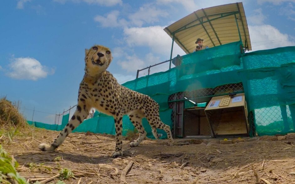 Kuno National Park Cheetah