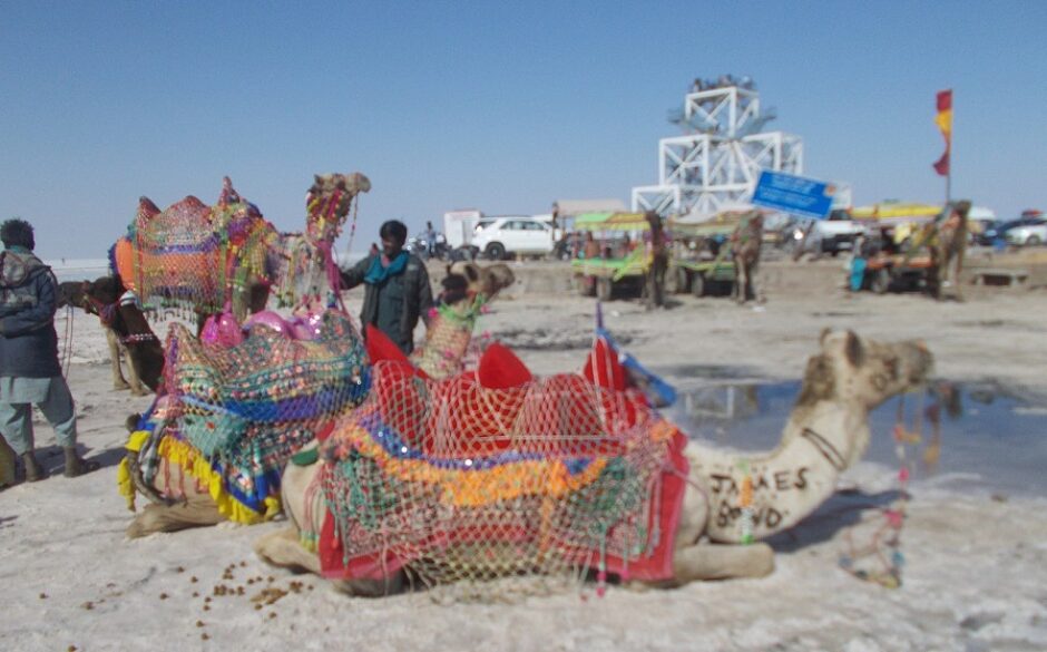 Camels at the Rann Utsav Festival Rann of Kutch