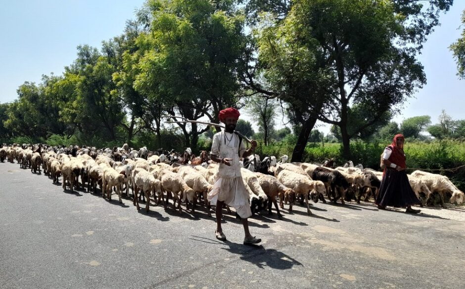 Goats in the street in India, being herded by a man in traditional dress