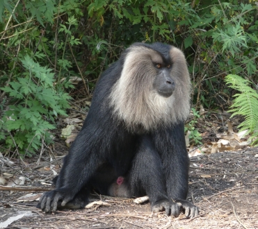 Photo of a black baboon with a large grey ring of hair around its face looking to the right