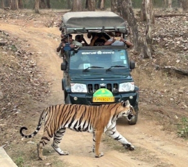 Linda Norwell & Lesley Waslh - Tigers at Kabini