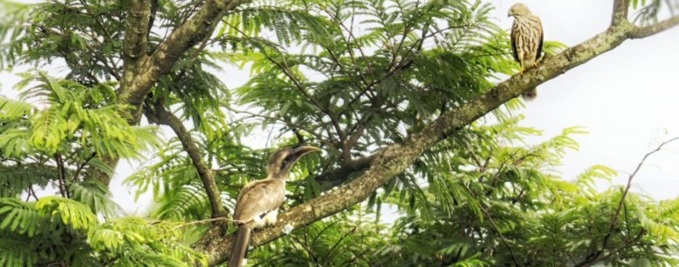 Palampur, Himachal Pradesh