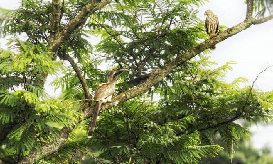 Palampur, Himachal Pradesh