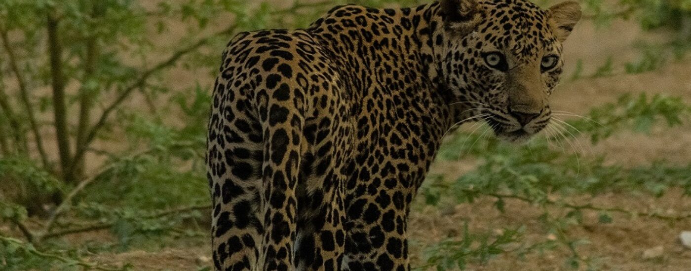 Leopard spotting in Jawai Bandh