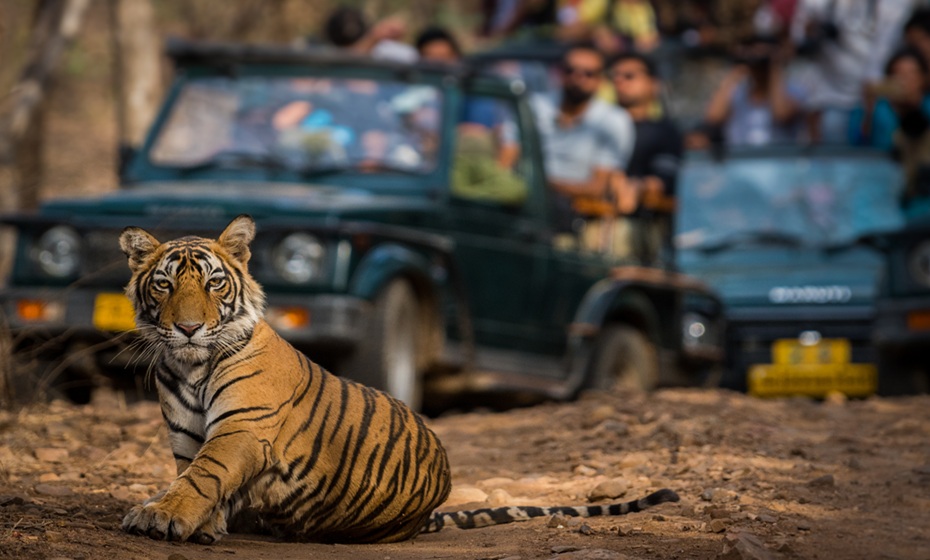 A tiger cub in front of a safari jeep at Ranthmabore Parlk