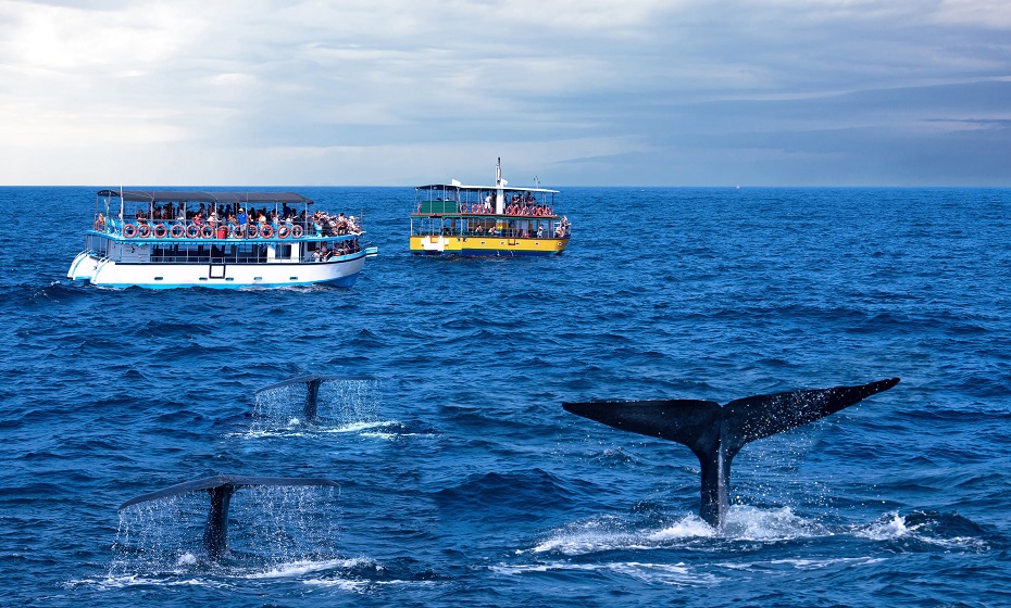 Whale watching in Sri Lanka