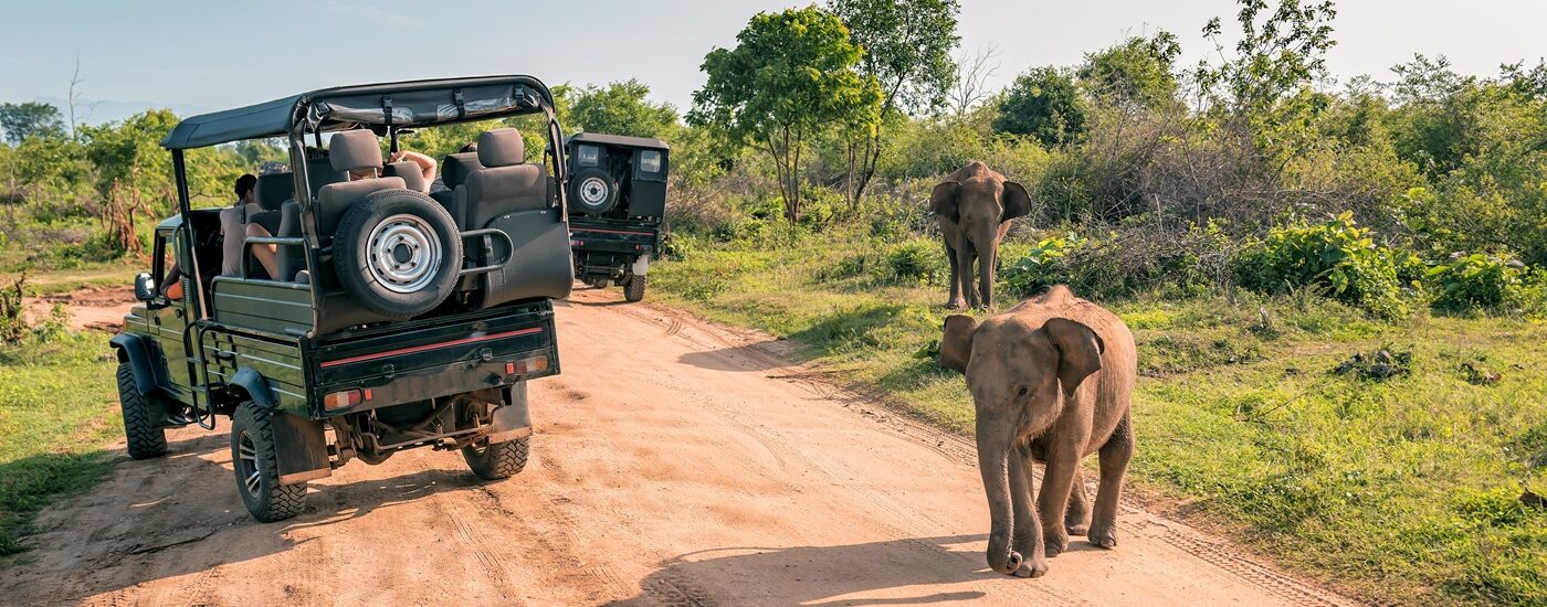 Sri Lanka travel guide - Elephants on safari