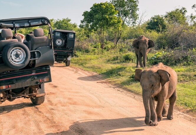 Sri Lanka travel guide - Elephants on safari