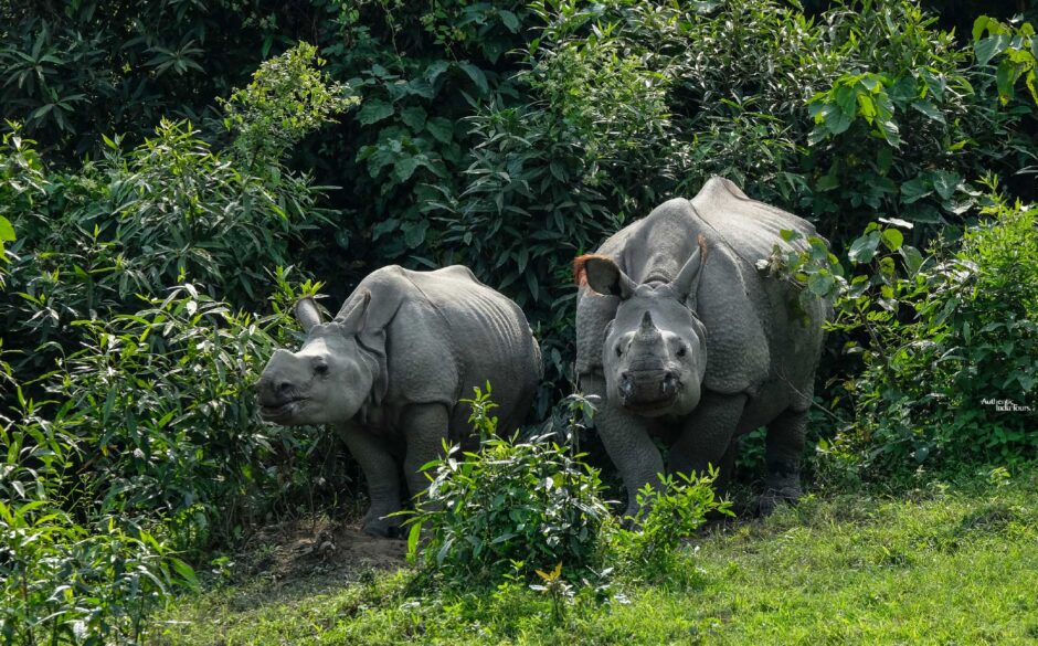 10 reasons to visit North East India Rhino Kaziranga National Park