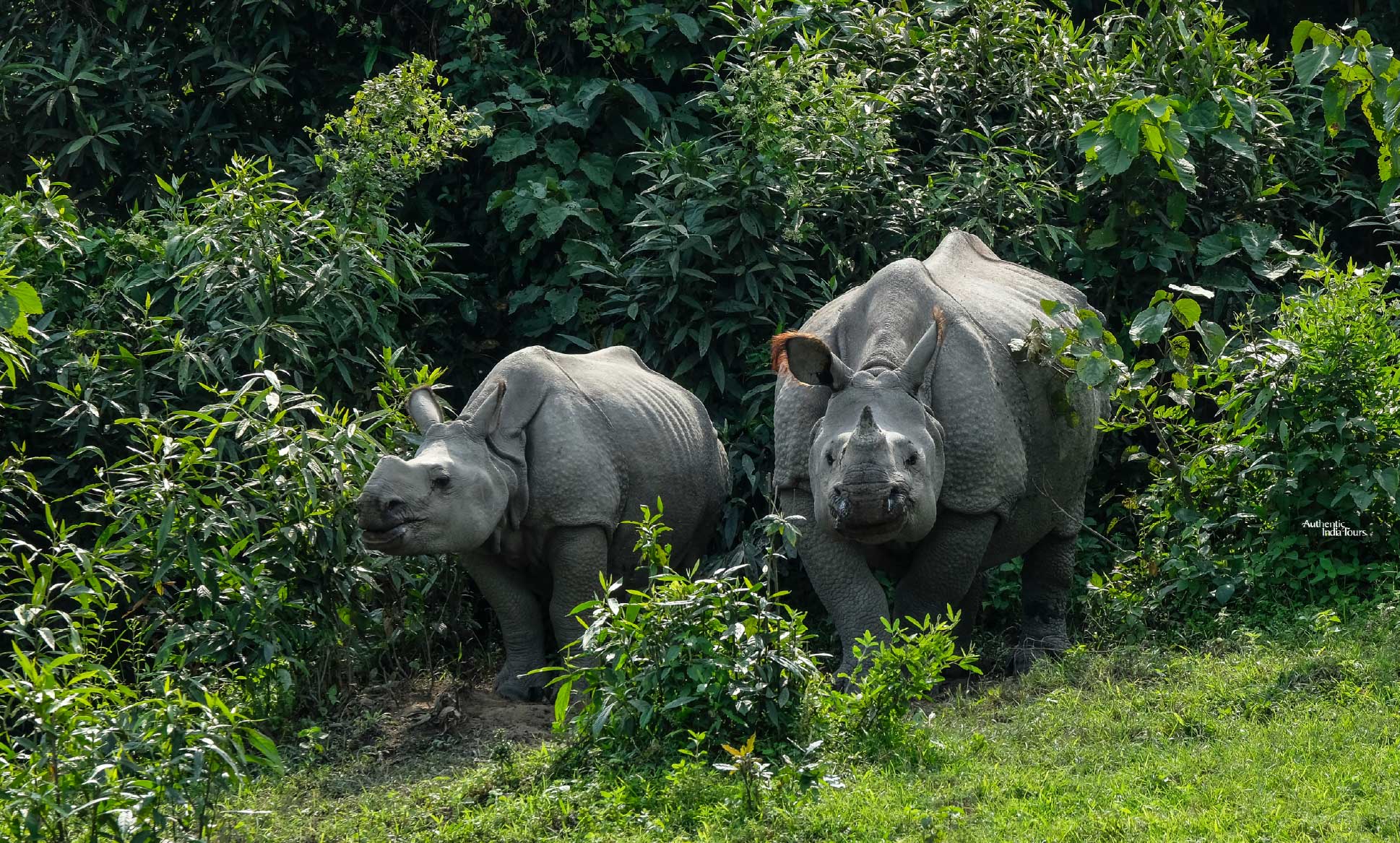 One Horned Rhinoceros, Kaziranga National Park
