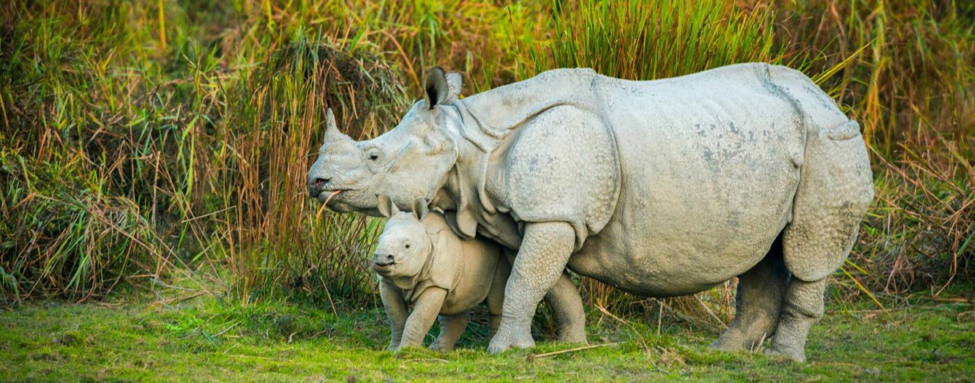 Rhinos & more with Brahmaputra River Cruise