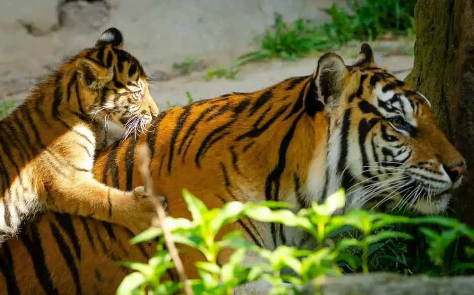 tiger and cub in tadoba national park in india