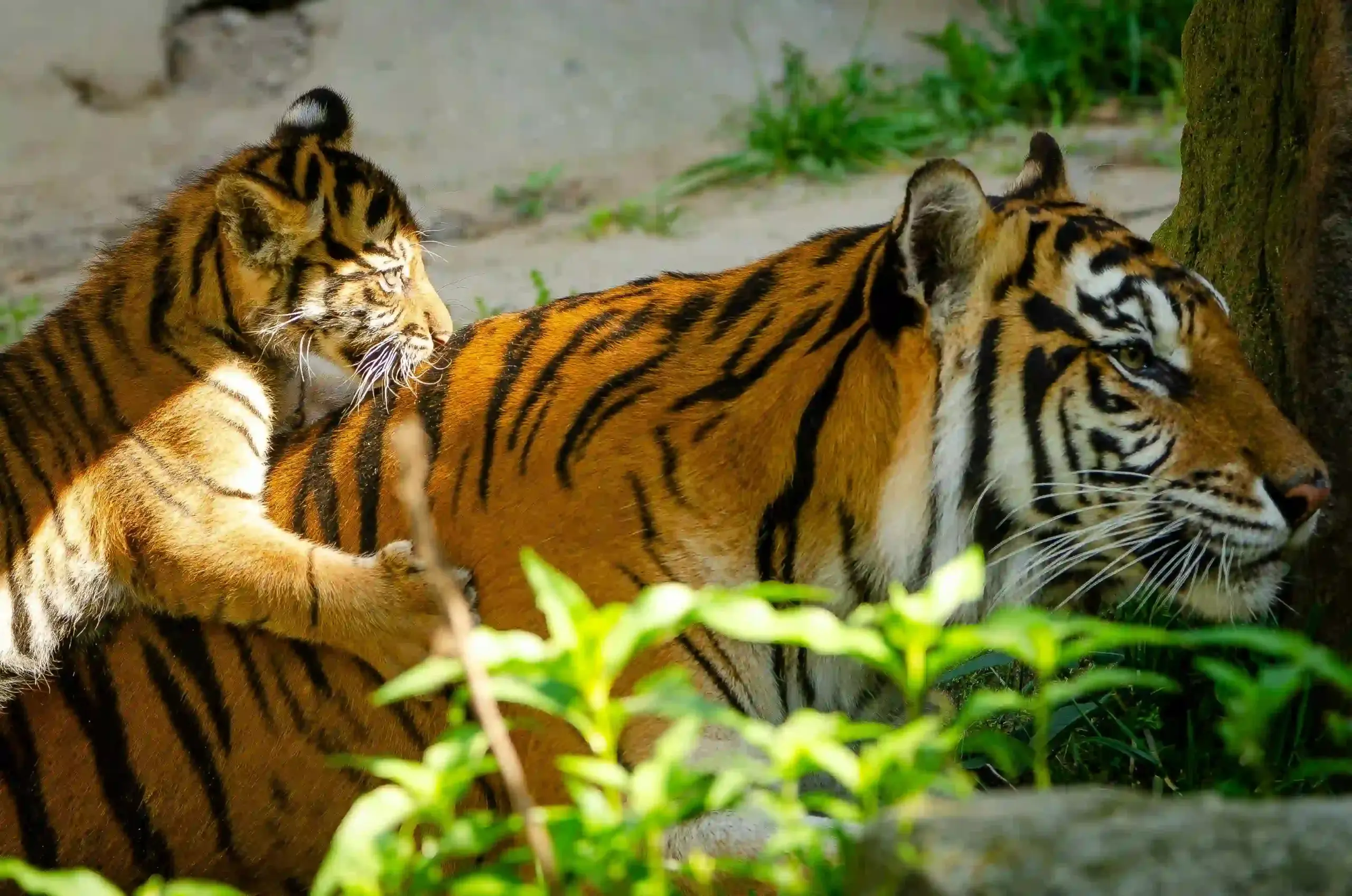 tiger and cub in tadoba national park in india
