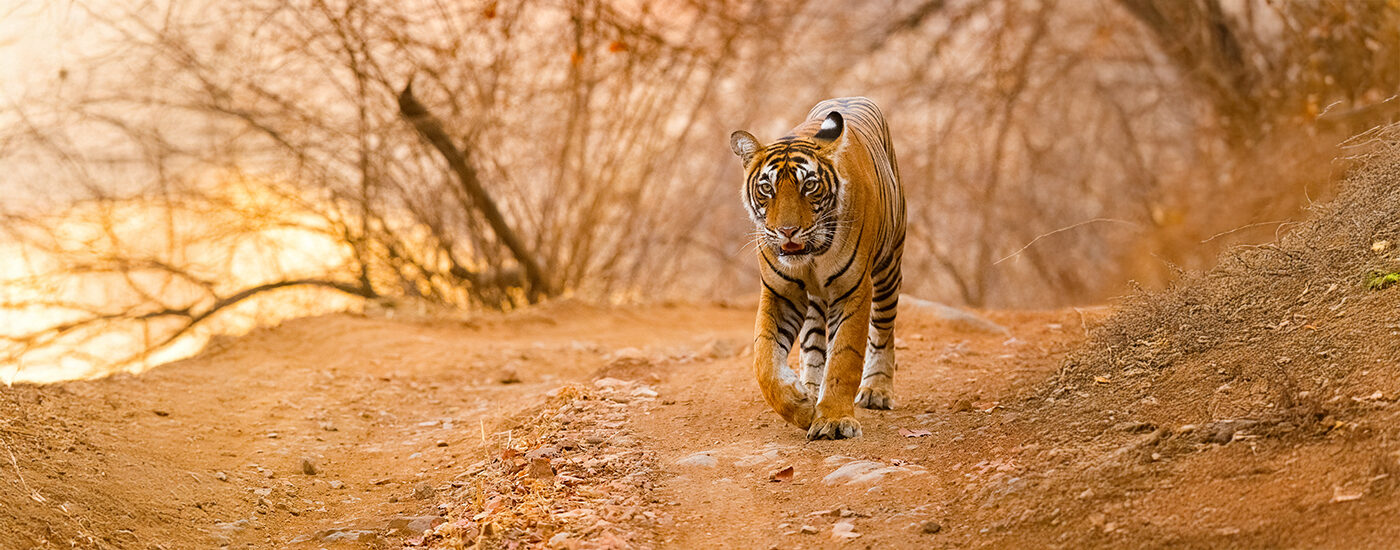 Tiger in Tadoba national park in maharashtra