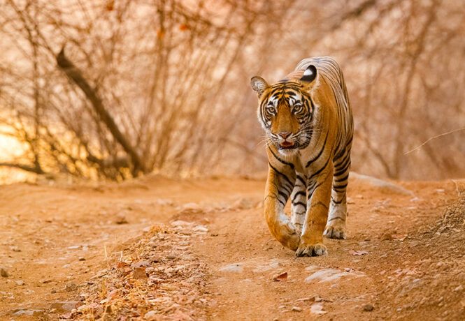 Tiger in Tadoba national park in maharashtra