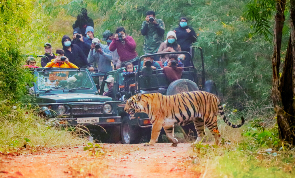 Safarai in Tadoba national park 
