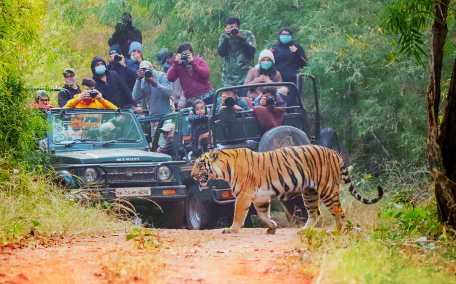 Safari in Tadoba National Park