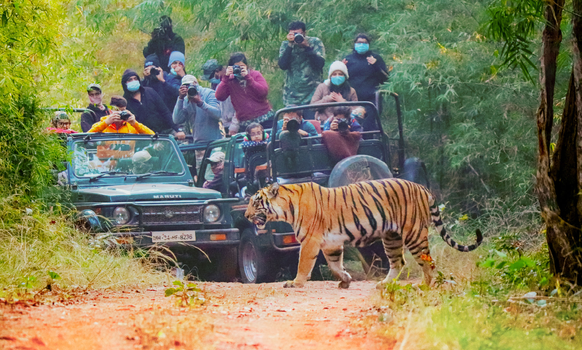 Safari in Tadoba National Park