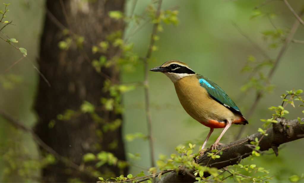 Indian Pita in Tadoba National Park 
