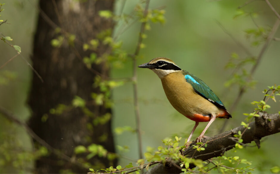 Indian Pita in Tadoba National Park