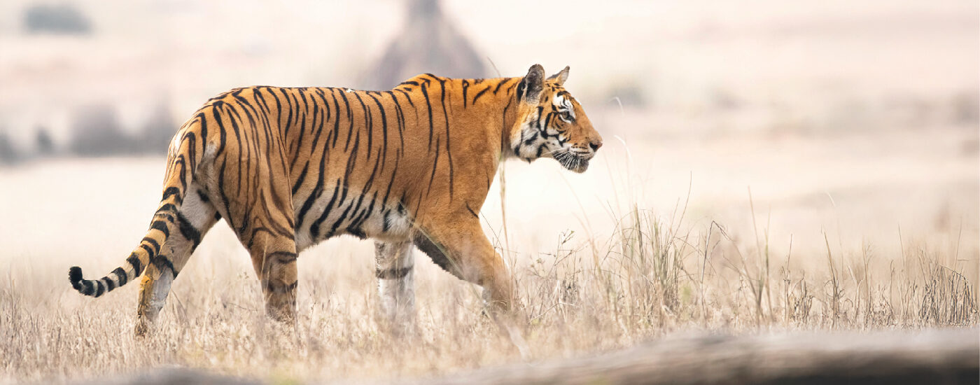 Tiger spotting in Tiger Safari in India