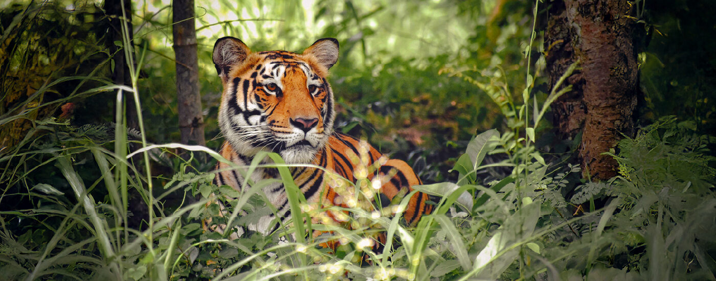 India Safari tours