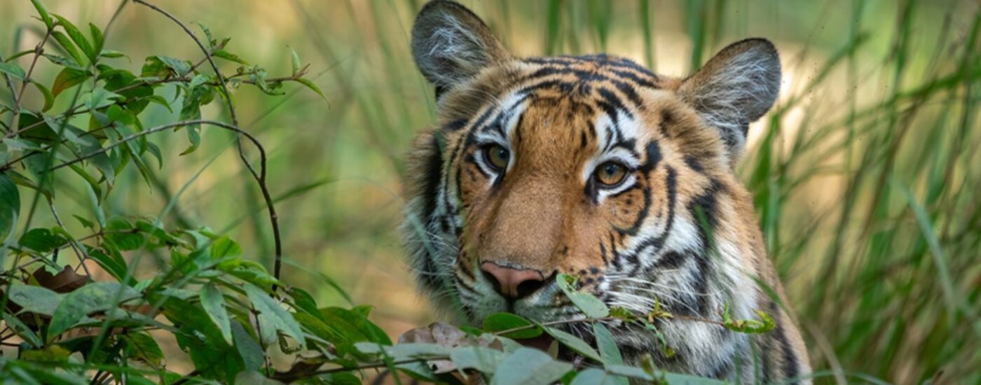 Tigress in Dudhwa National Park