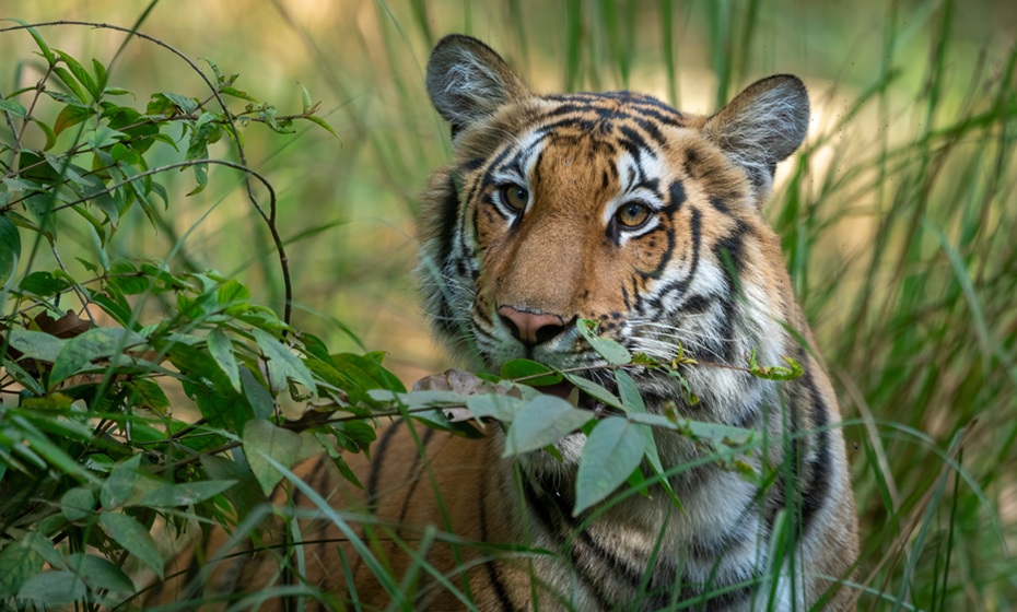 Tigress in Dudhwa National Park